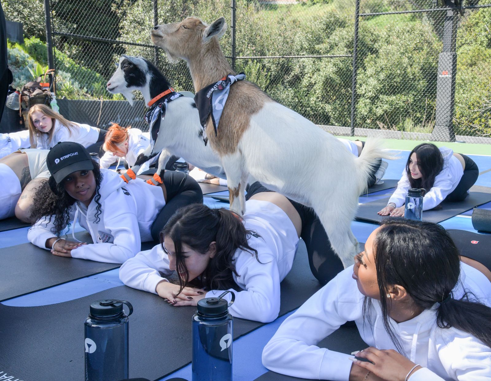 Goat yoga session on the pickleball court at the SC House Hollywood, goats climbing on cast members' backs