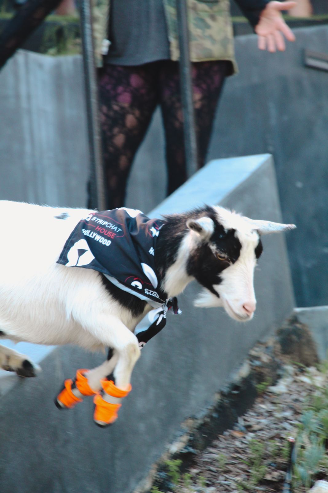 Goat yoga session on the pickleball court at the SC House Hollywood, goats climbing on cast members' backs
