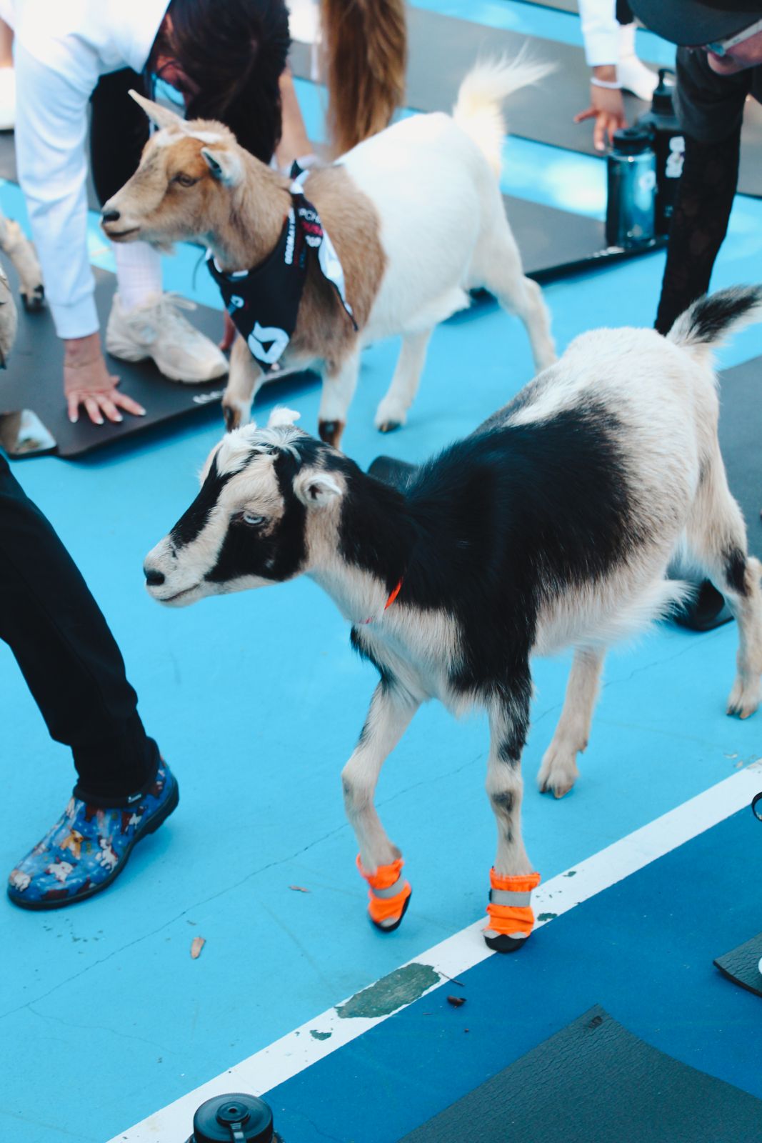 Goat yoga session on the pickleball court at the SC House Hollywood, goats climbing on cast members' backs
