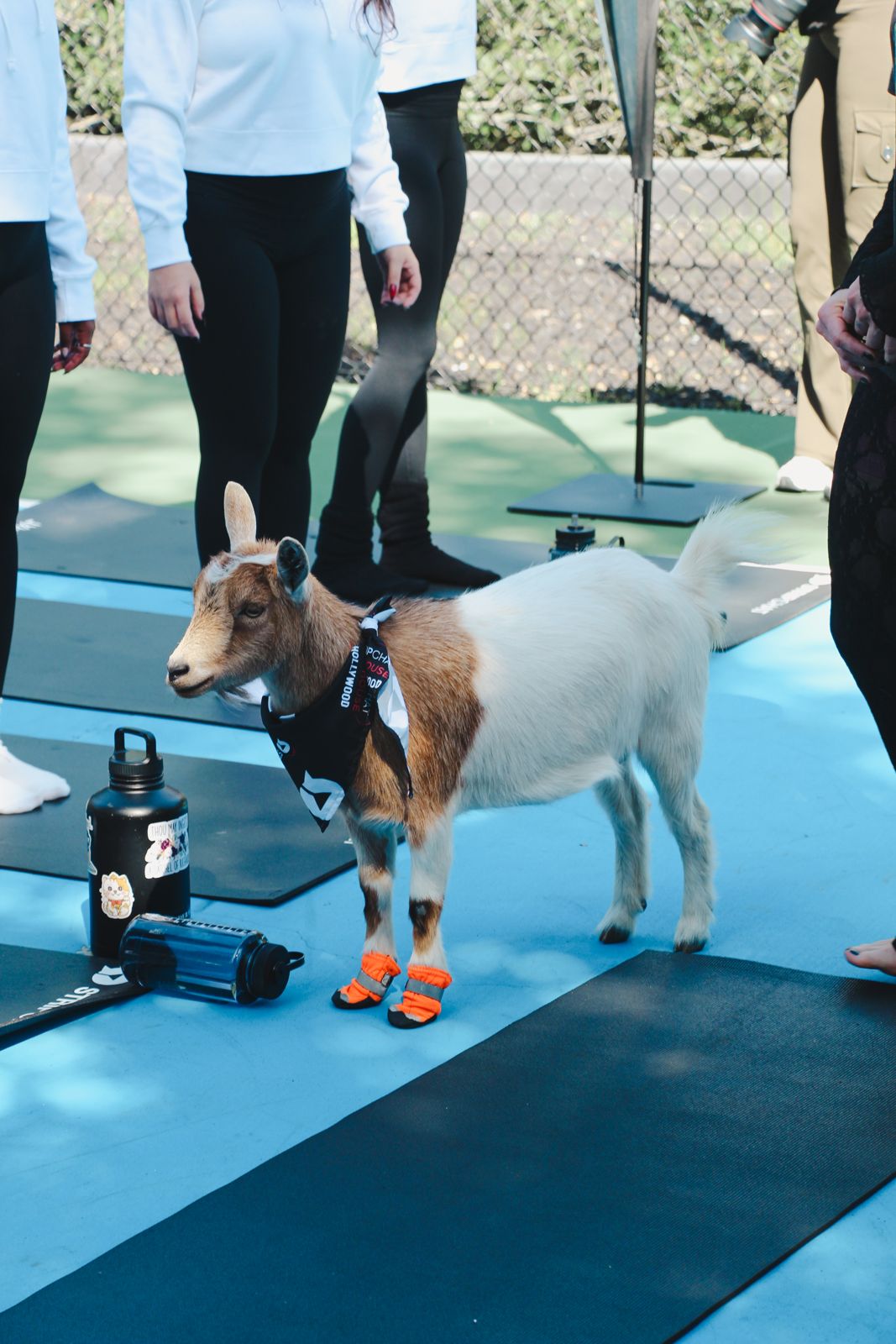 Goat yoga session on the pickleball court at the SC House Hollywood, goats climbing on cast members' backs