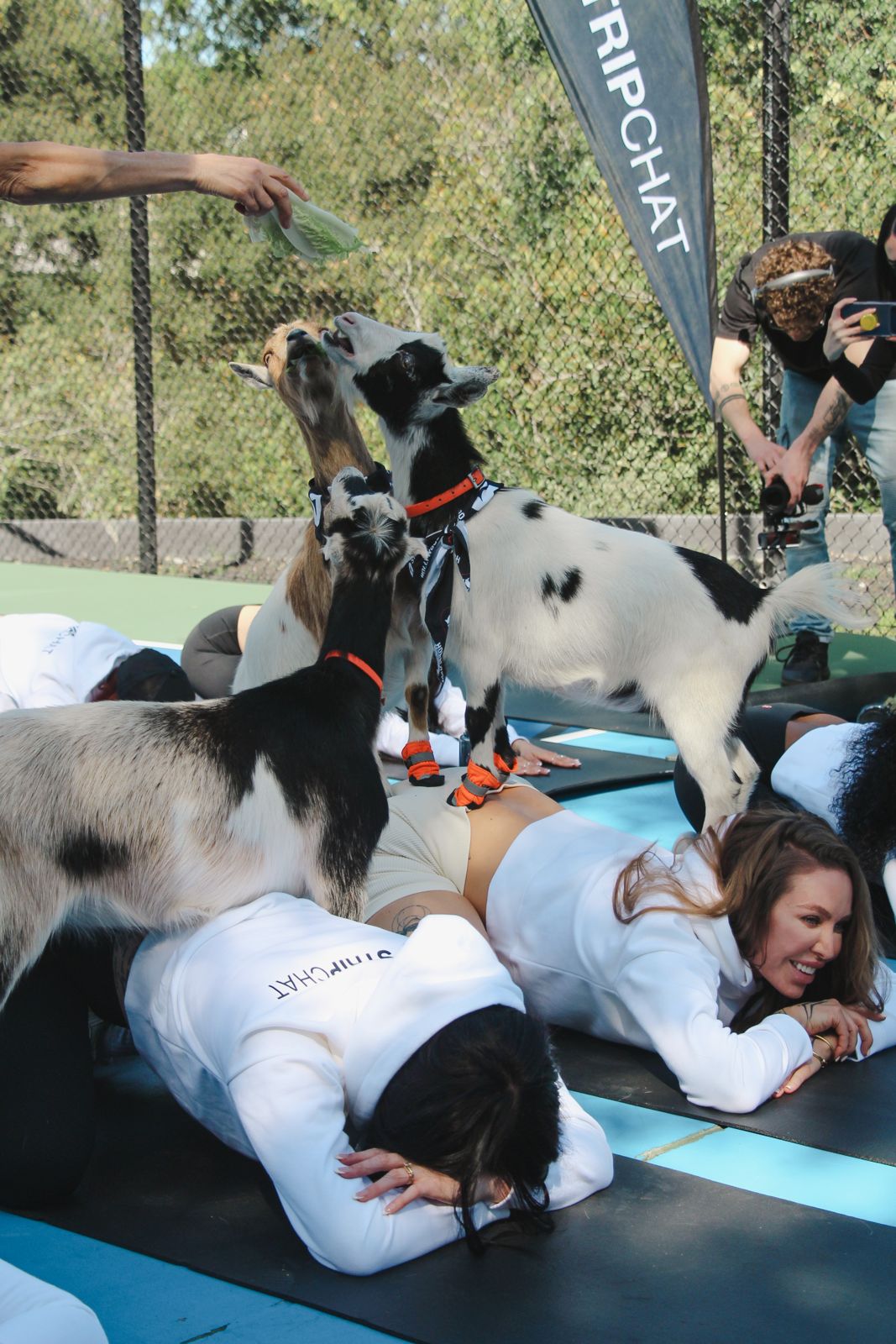 Goat yoga session on the pickleball court at the SC House Hollywood, goats climbing on cast members' backs