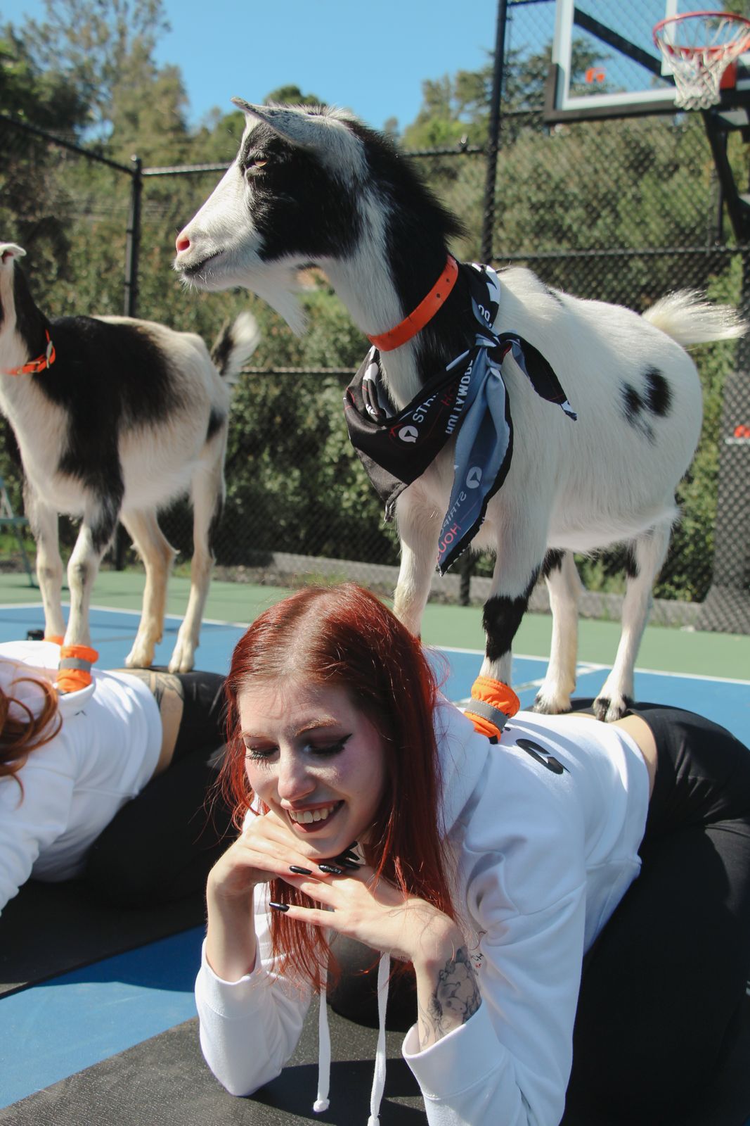Goat yoga session on the pickleball court at the SC House Hollywood, goats climbing on cast members' backs