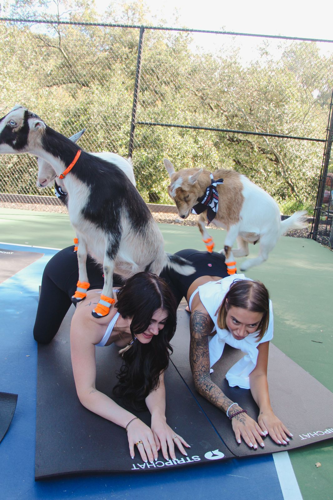 Goat yoga session on the pickleball court at the SC House Hollywood, goats climbing on cast members' backs