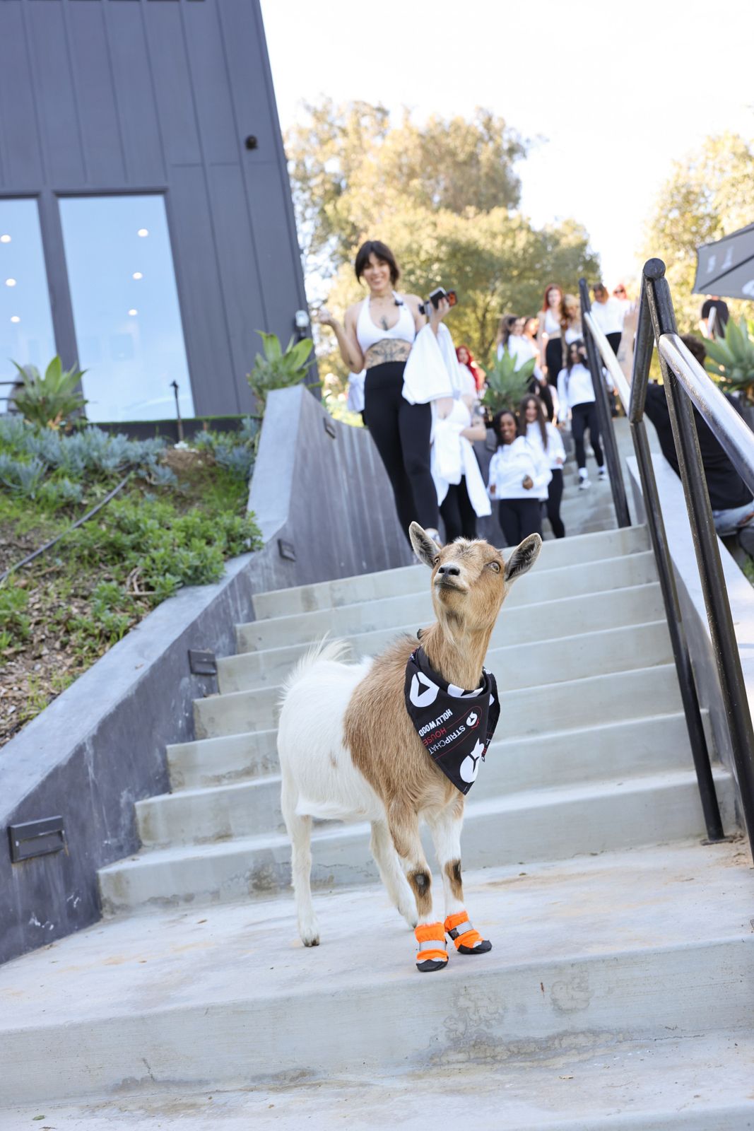 Goat yoga session on the pickleball court at the SC House Hollywood, goats climbing on cast members' backs
