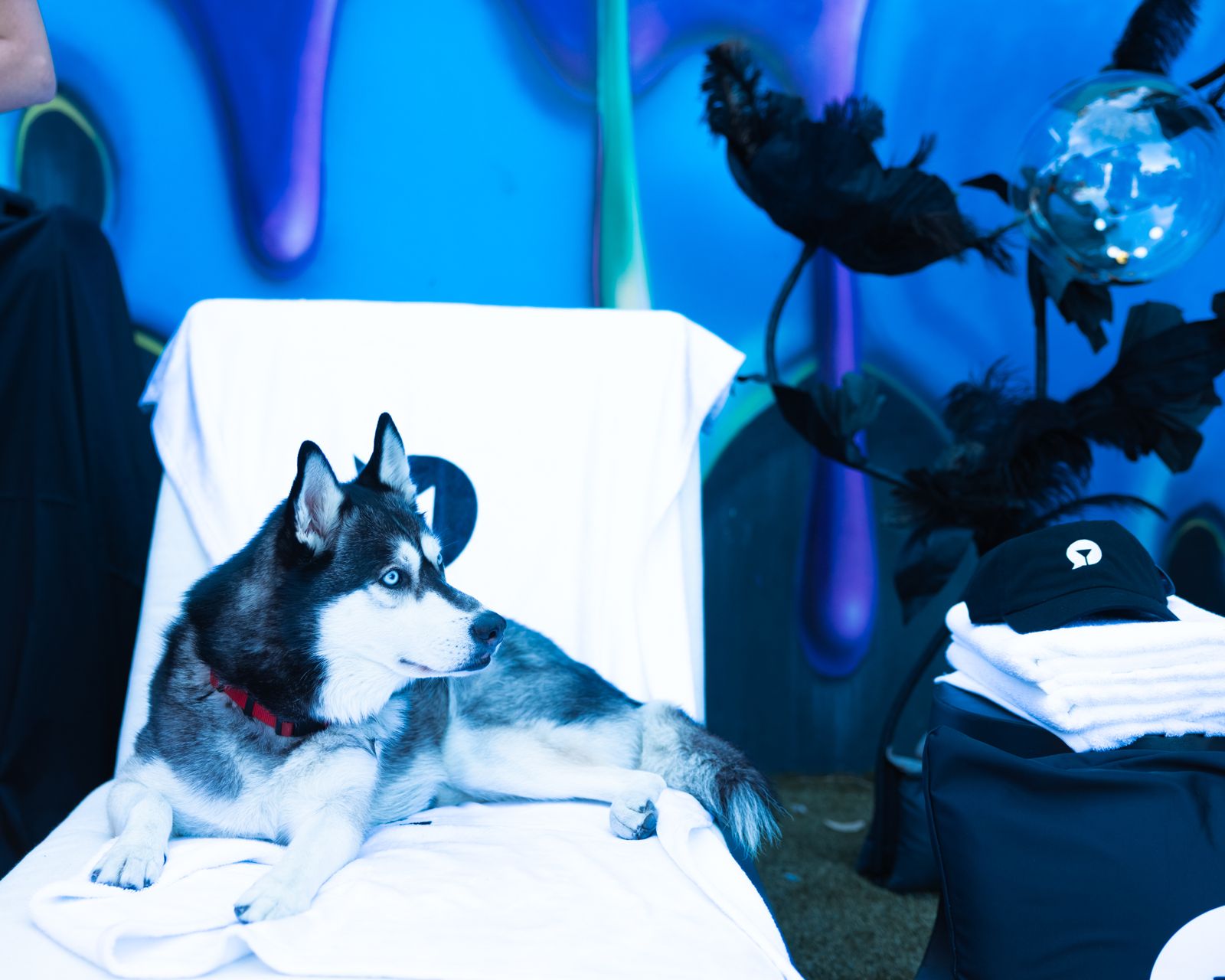 The house husky makes an appearance on the red carpet at the SC House Hollywood